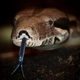 Illustration for article titled Boas Given A Passssss On List Of Snakes Banned From Import